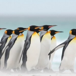 Liderança: é uma função ou uma vocação?